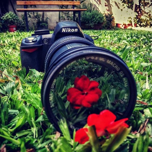 Животные с фотоаппаратом