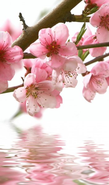 Цветы вертикальные