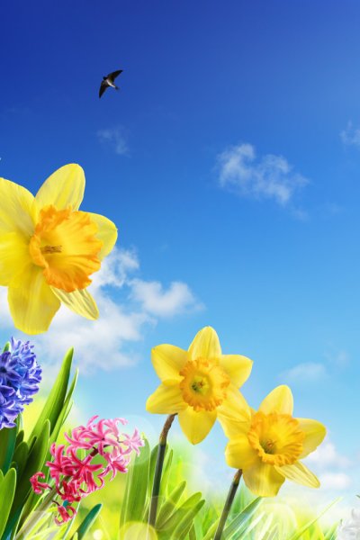 Цветы Сакуры