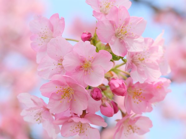 Расцвели красивые цветы