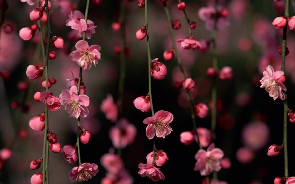 Сакура черри блоссом