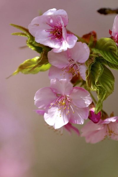 Красивые весенние картинки