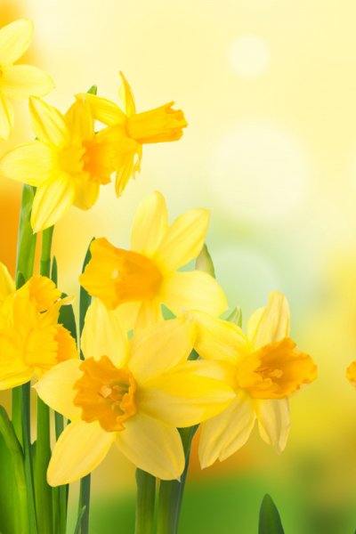 Сиреневые цветы