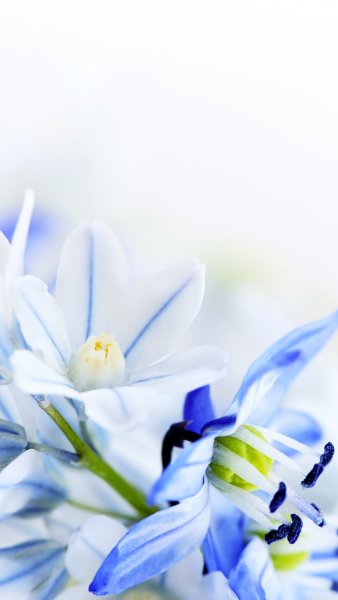 Пролески, подснежники, крокусы