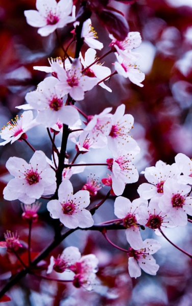 Цветочки на главный экран