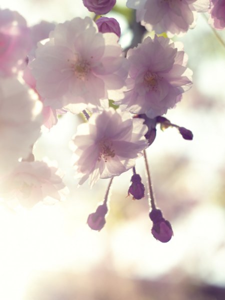 Весенние цветы