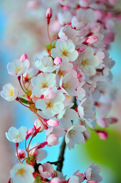 Милые птички