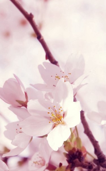 Цветочки вертикально