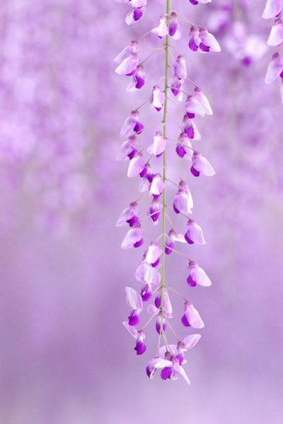 Цветы над водой