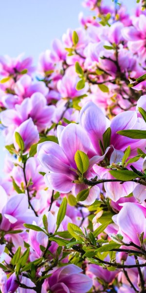 Черри блоссом цветок