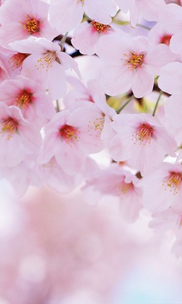 Ландыш отцвел