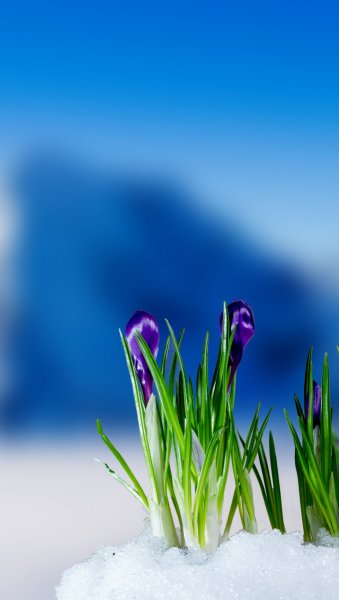 Лилейные Крокус