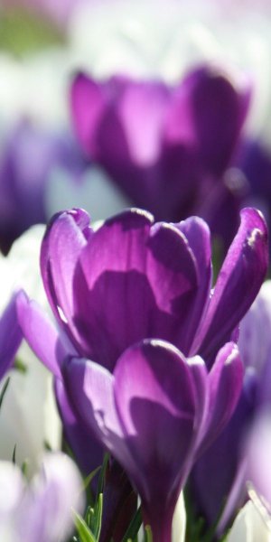 Черри блоссом цветок Wallpaper