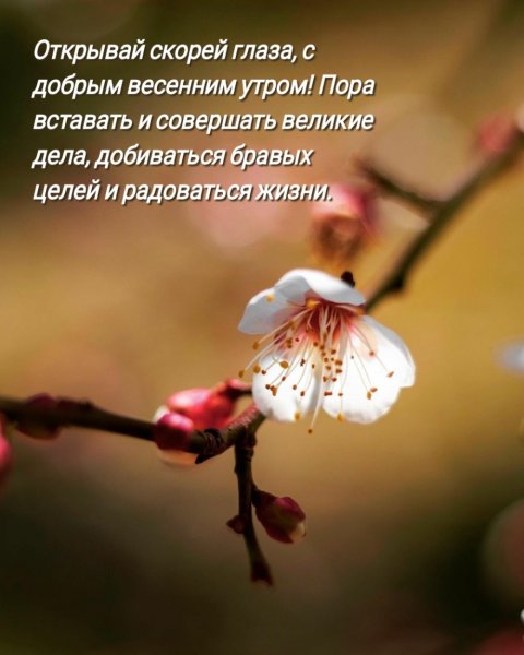 Доброе Весеннее утро