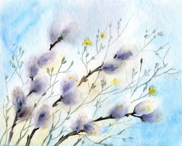 Ветка вербы акварель