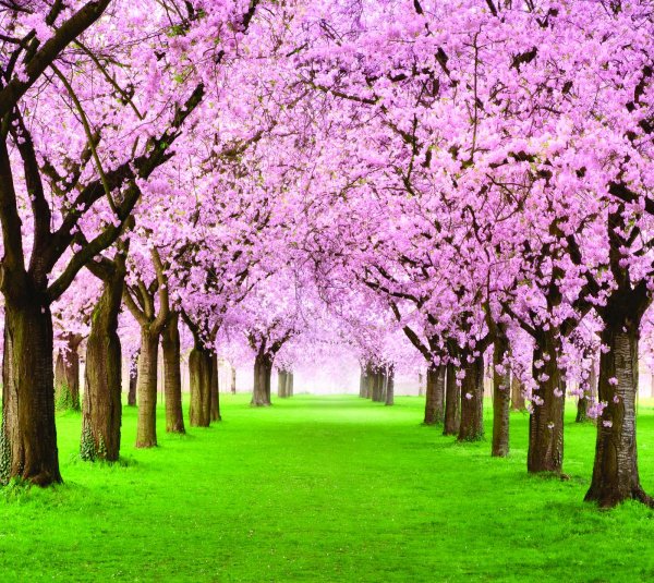 Диптих Сакура