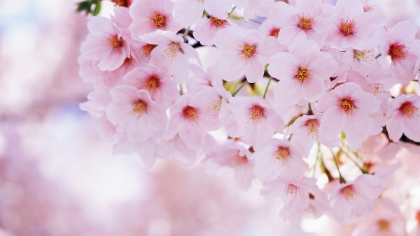 Весна ветки