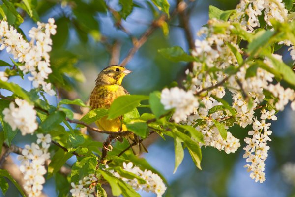 Поздняя Весна природа