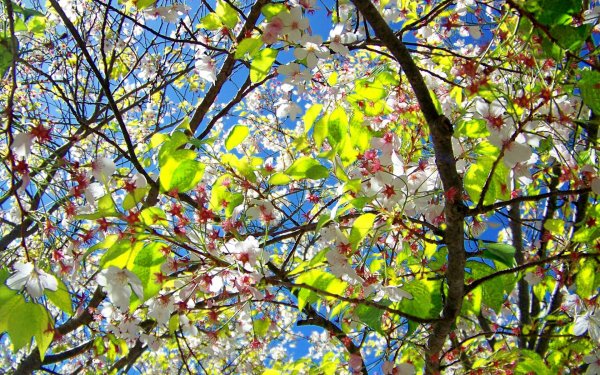 Весна апрель май