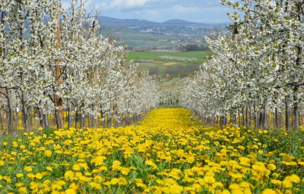 Природа веса