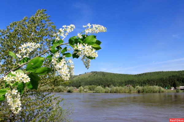 Цветение садов весной