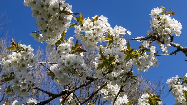 Птички в весеннем лесу