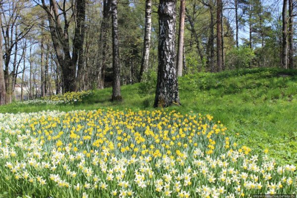 Поздняя Весна