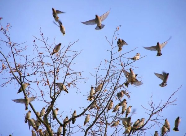 Летающие весенние птицы для детей