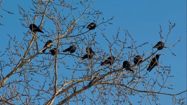 Стая перелетных птиц скворцы