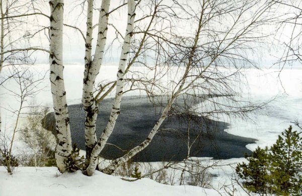 Береза в марте