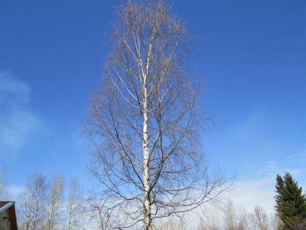 Береза без листвы