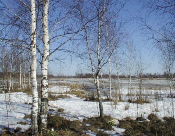 Ранняя Весна березы