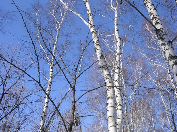 Береза в апреле