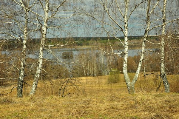Берёзовая роща Каменск-Уральский