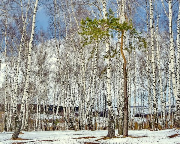 Береза распускается