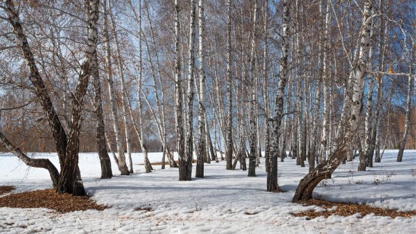 Деревья поздней весной