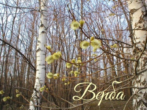 Береза ранней весной
