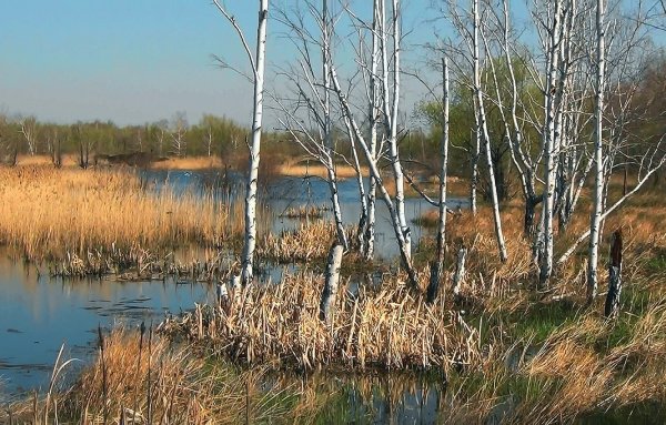 Ранняя Весна проталины