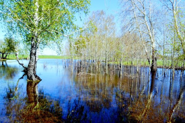 Береза ранней весной
