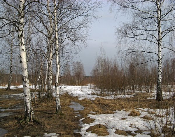 Весна березы