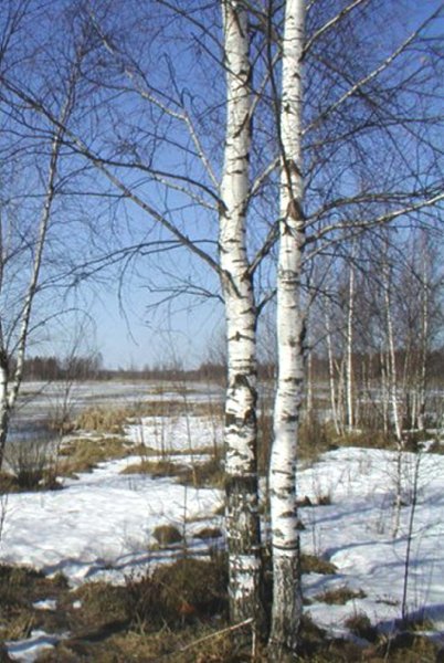 Красивые пейзажи ранней весны