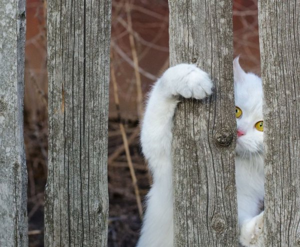 День мартовских котов