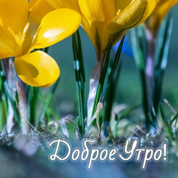 Доброе утро Весна
