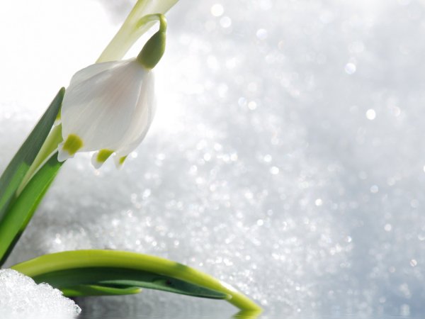 Весенняя ветка