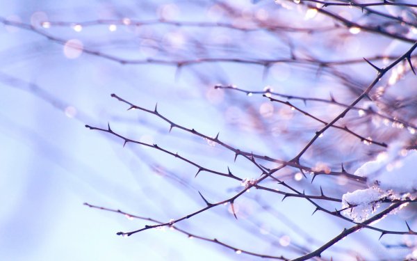 Весна подснежники