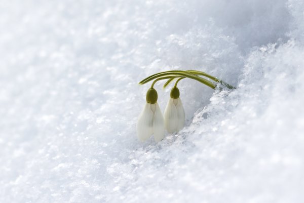 Природа ранней весной