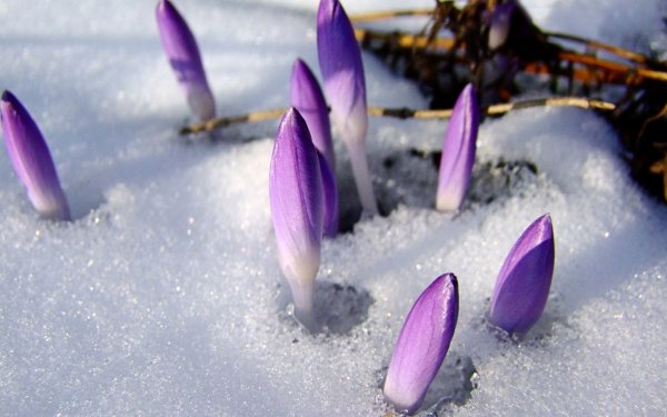 Весенняя трава