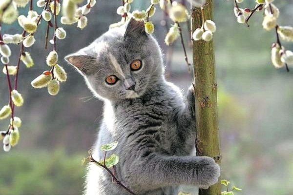 Котики весной