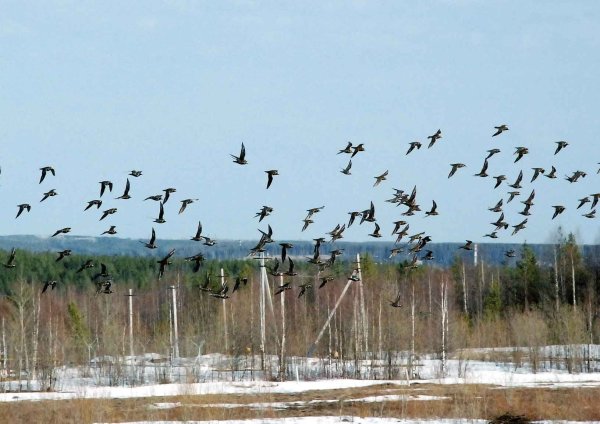 Птицы которые прилетают весной