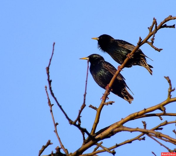 Первые перелетные птицы